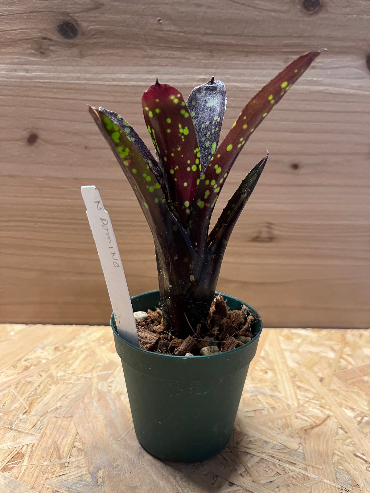 ネオレゲリア　ドミノ リサのタグ付き Yahoo!オークション - KN 1円 リサタグ付き ネオレゲリア 'ドミノ