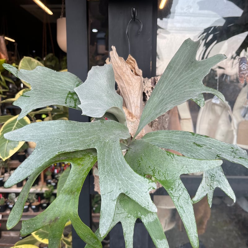 ビカクシダ sp. マジュスポ HK スポア | GREEN LUCK