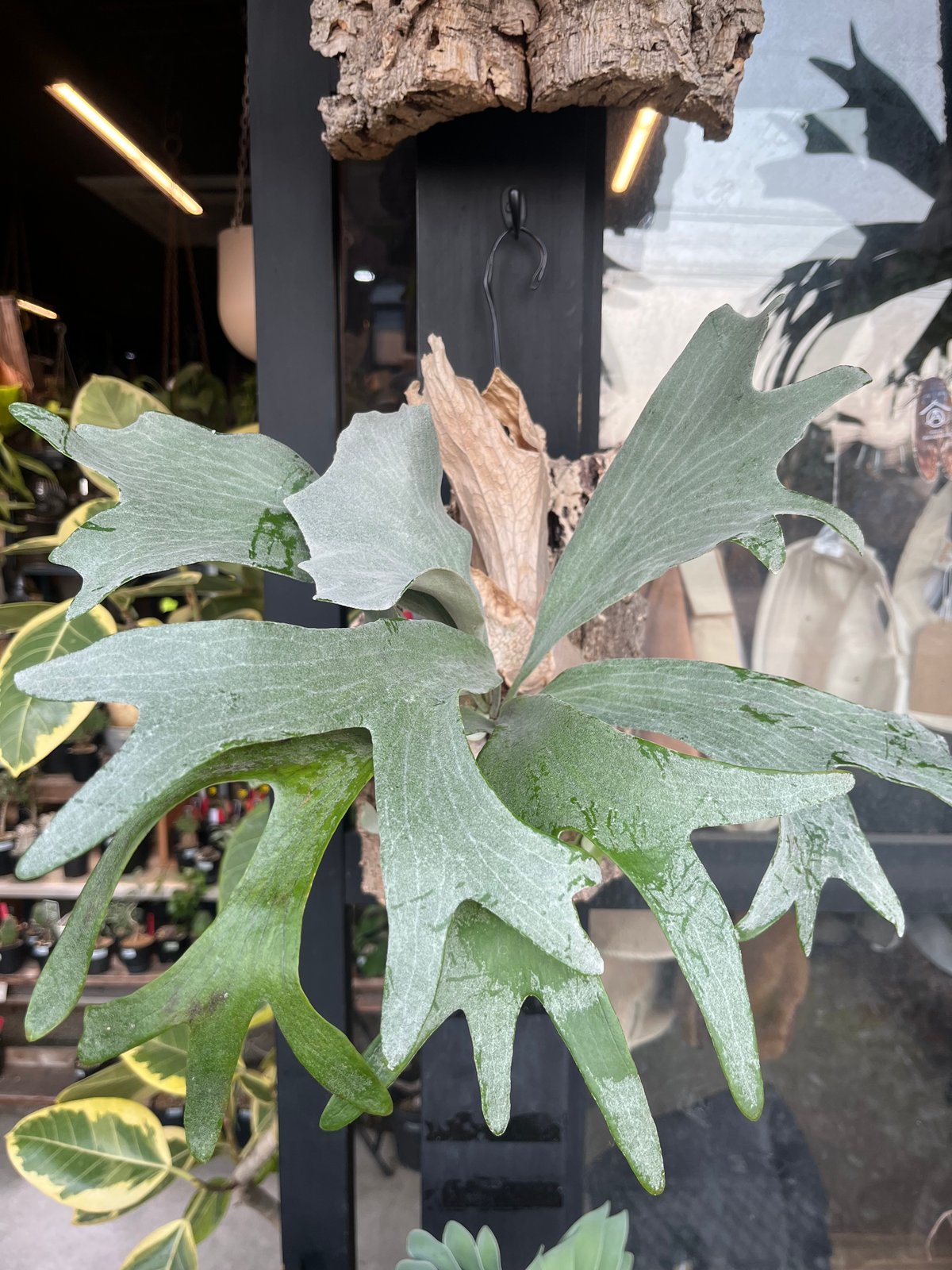 p.sp (majusmix)マジュスポ p.sp (majusmix)マジュスポ