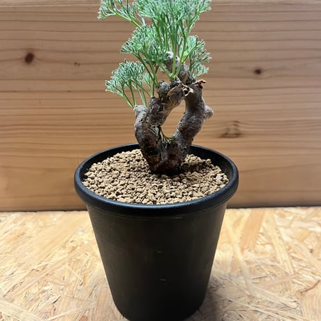 モンソニア ムルチフィダ 大型XL株 モンソニア ムルチフィダ | STELLA.PLANTS