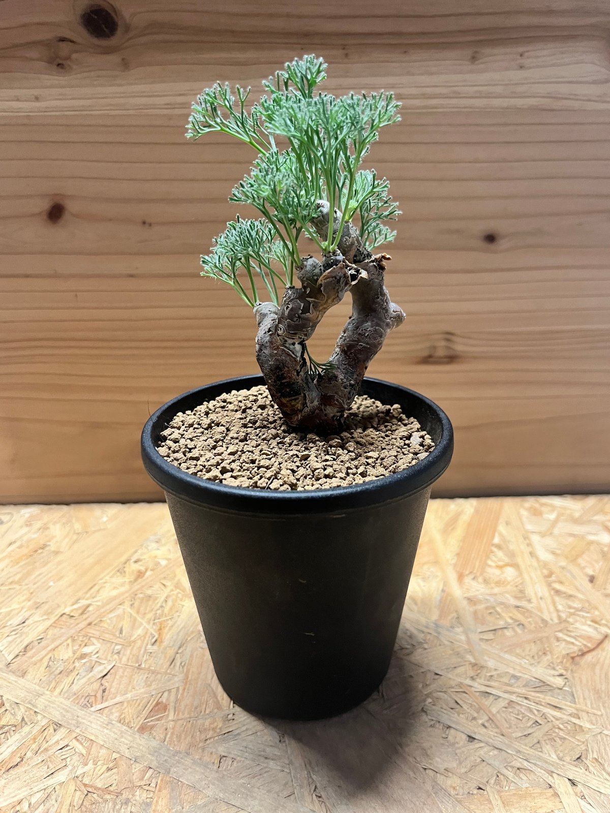 モンソニア　ムルチ　発根済み モンソニア ムルチ 発根済み 現品限り】サルコカウロン