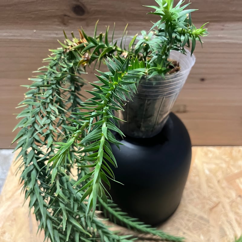 リコポディウム フペルジア ゴエベリー | GREEN LUCK