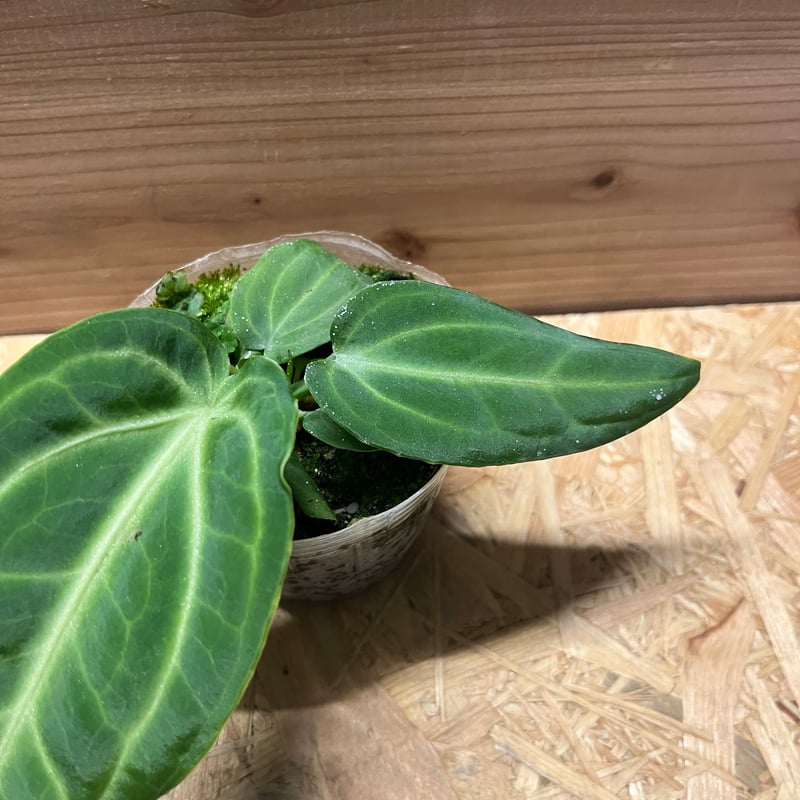 アンスリウム ヴィレナオルム | GREEN LUCK