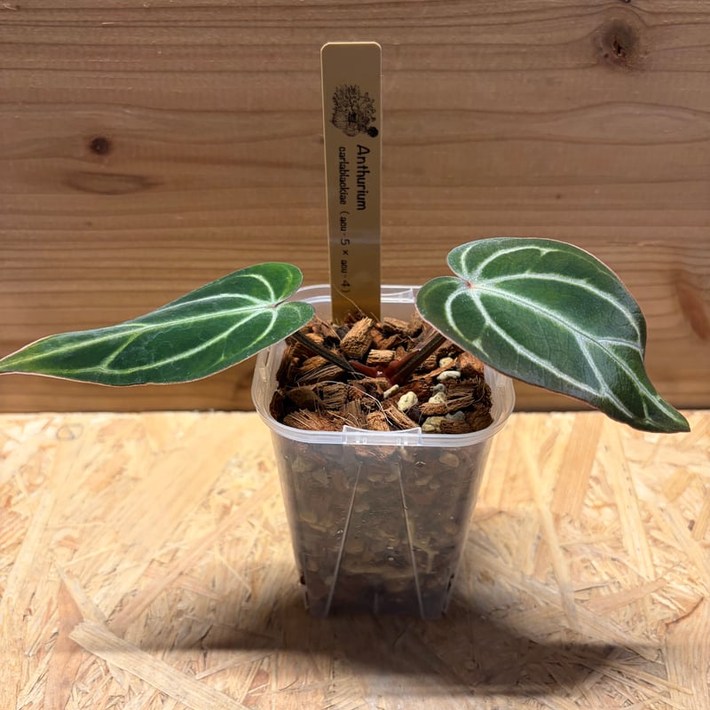 く*ぅ様 アンスリウム カーラブラッキー アンスリウム カーラブラッキー ナロー | GREEN LUCK