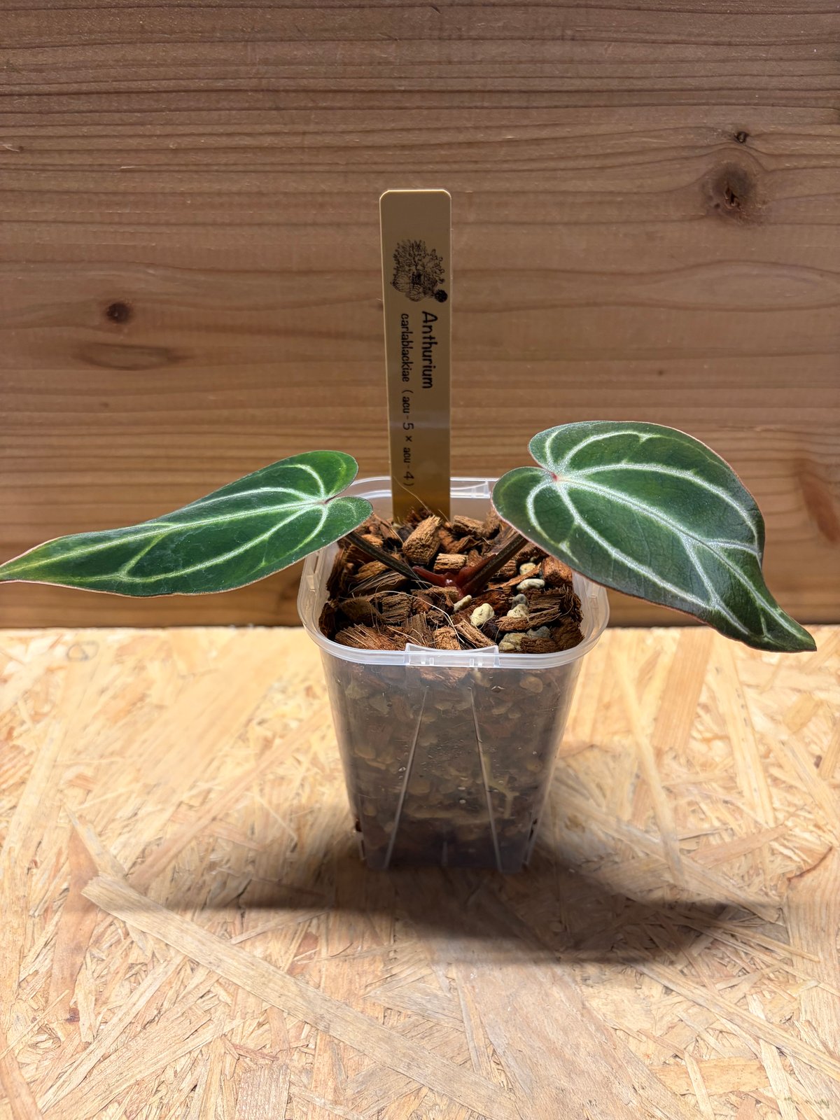 アンスリウム カーラブラッキー ナロー | GREEN LUCK