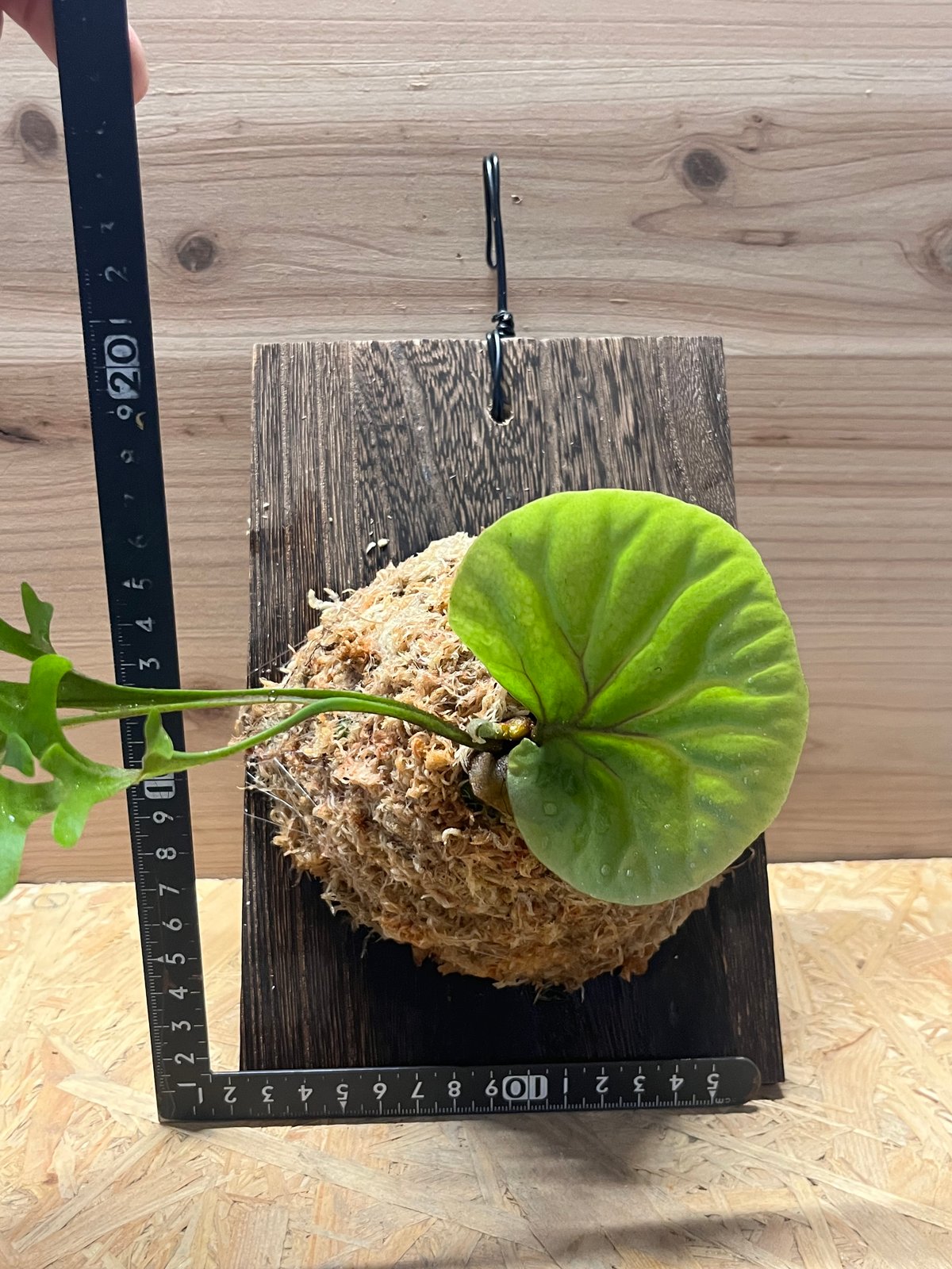 ビカクシダ リドレイ スレンダータグホーン | GREEN LUCK