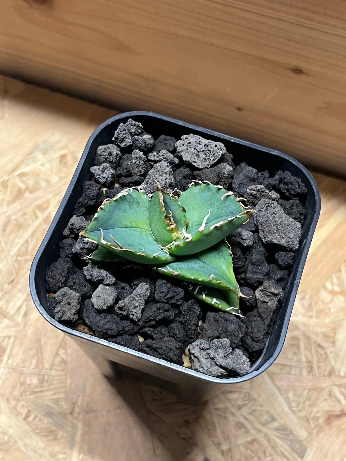 アガベ チタノタ オアハカ | GREEN LUCK