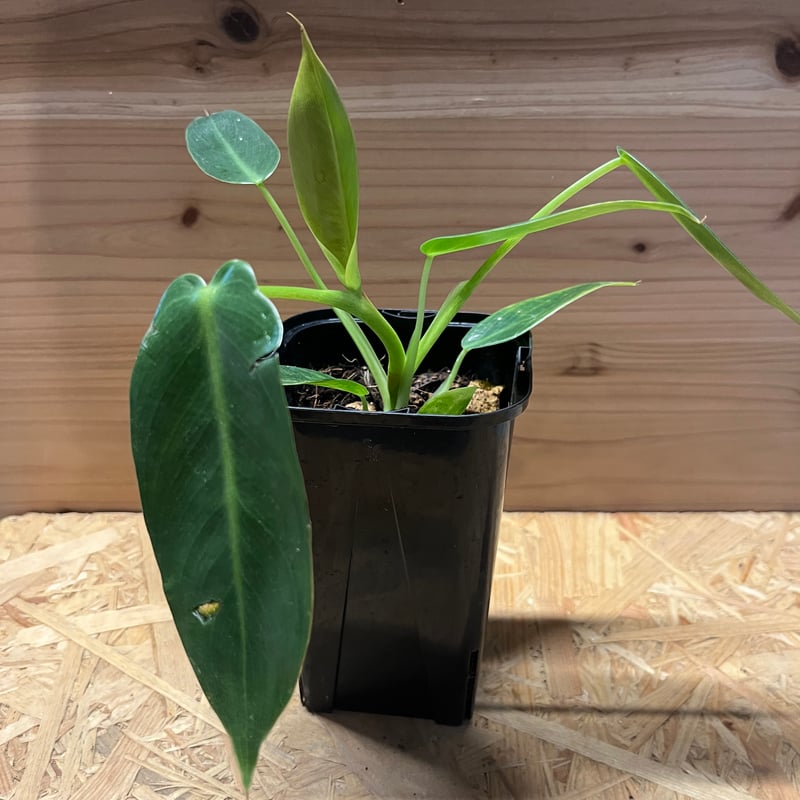 フィロデンドロンスピリタスサンクチ