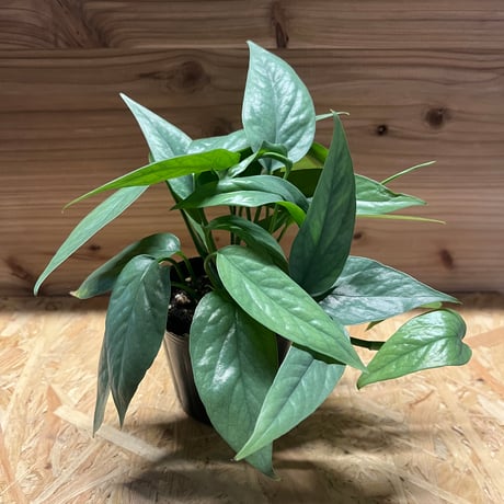 エピプレムヌムデビルモンスター(epipremnumdevil) エピプレムヌムデビルモンスター(epipremnumdevil)