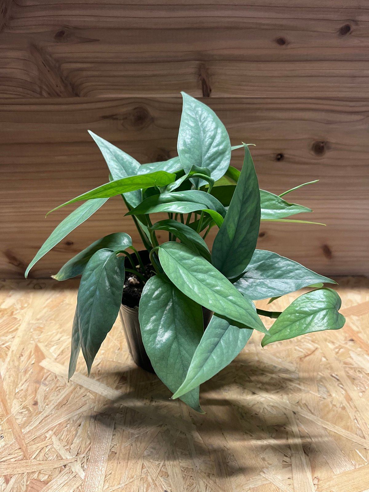 エピプレナム ピナツム セブブルー | GREEN LUCK