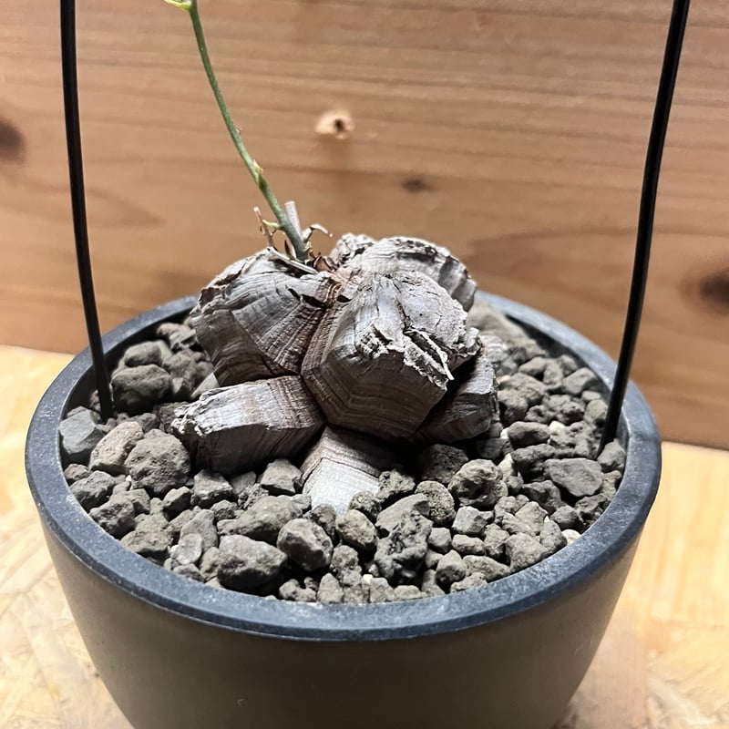 ディオスコレア エレファンティペス 亀甲竜 | GREEN LUCK