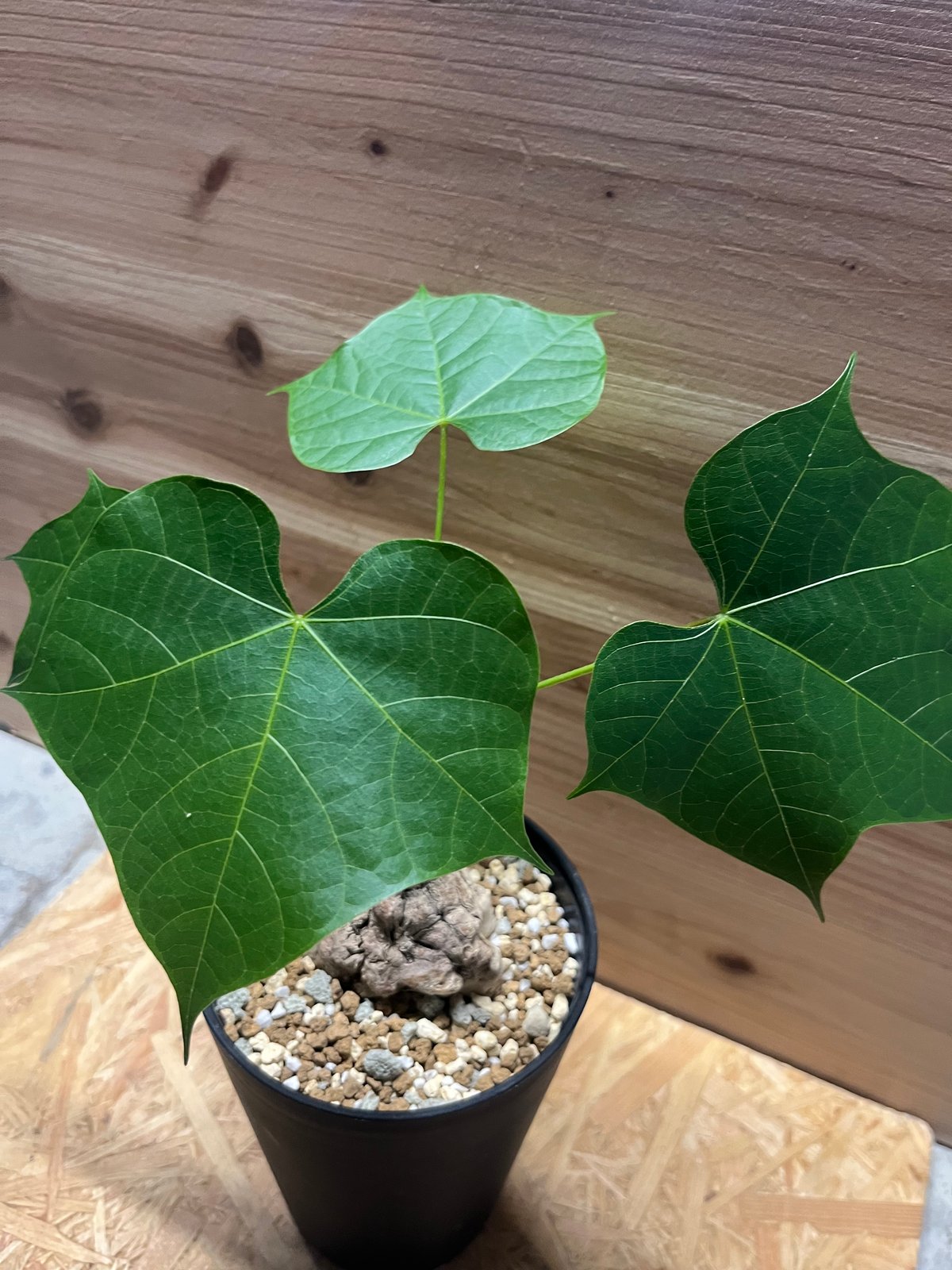 □現地球 大株 希少 Firmiana colorataファルミアナ コロラータ