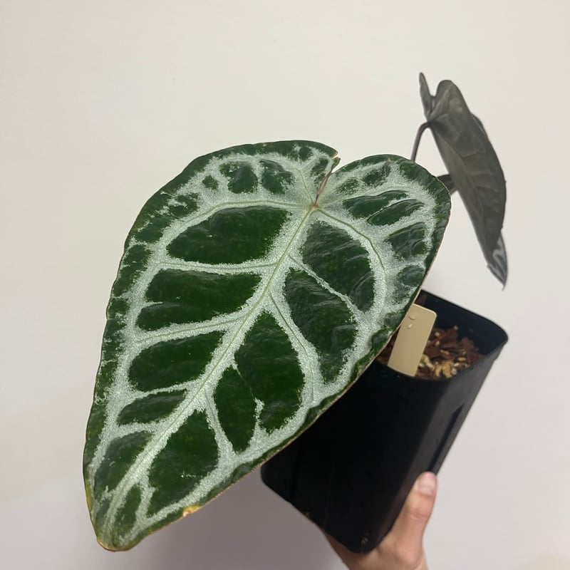 アンスリウム エンジェルズドリーム | GREEN LUCK