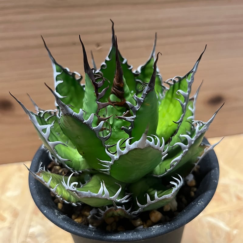 アガベ ホリダ | GREEN LUCK