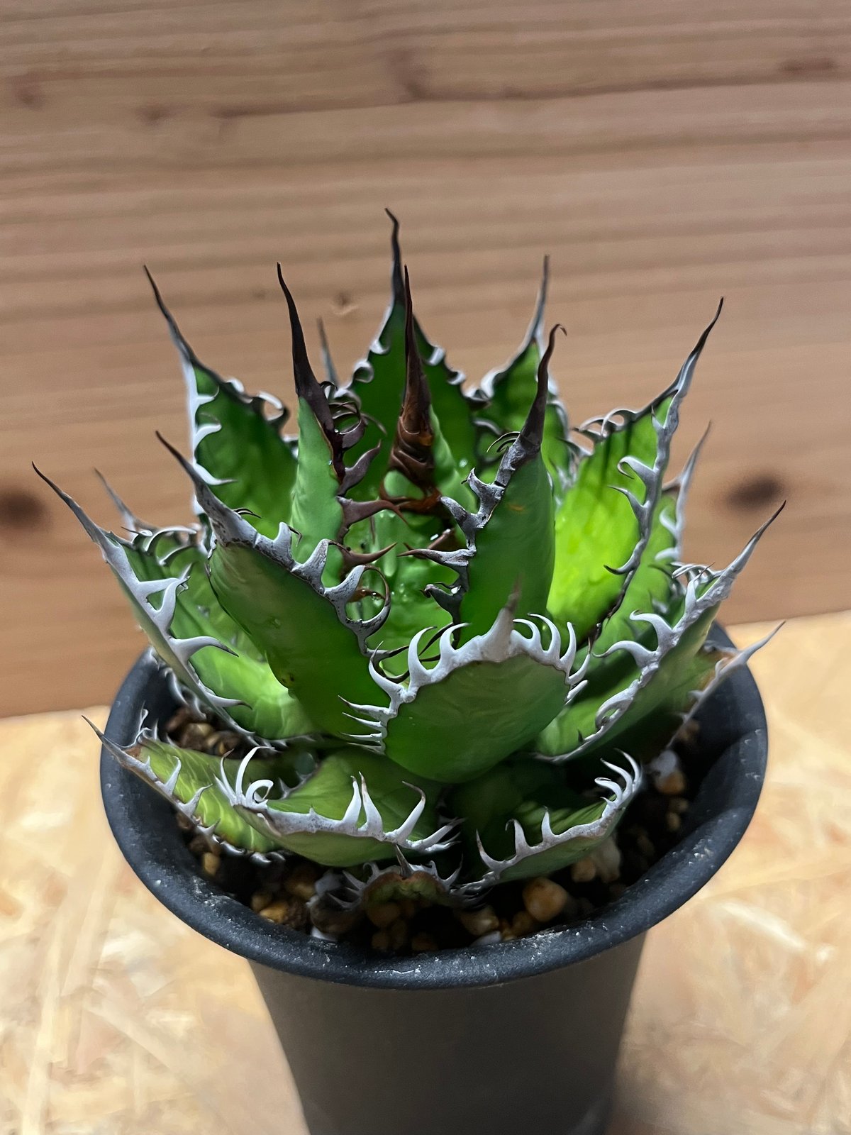 アガベ ホリダ | GREEN LUCK