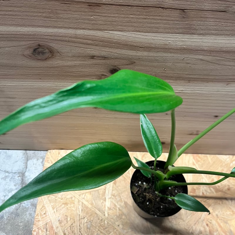 モンステラ バールマルクスフレーム | GREEN LUCK