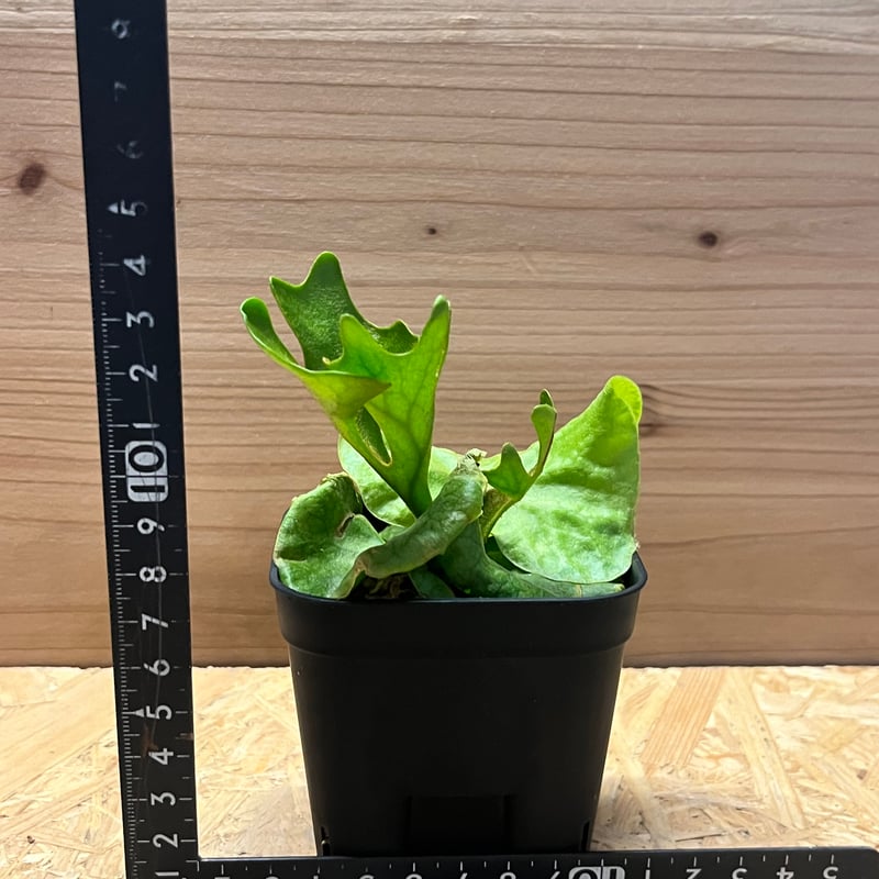 ビカクシダ リドレイ ドワーフ＆コンパクト | GREEN LUCK