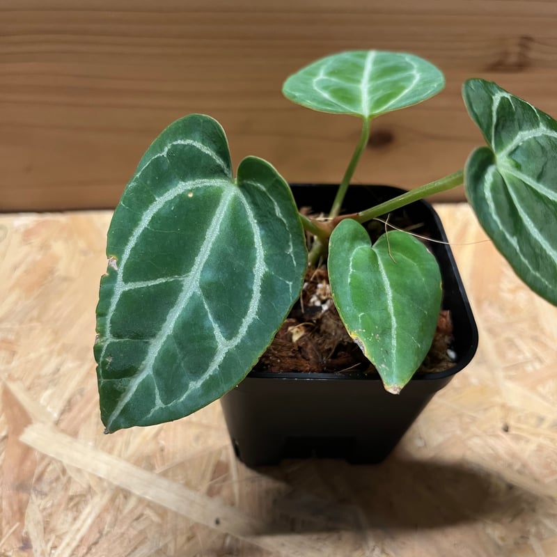 アンスリウム クリスタリナム | GREEN LUCK