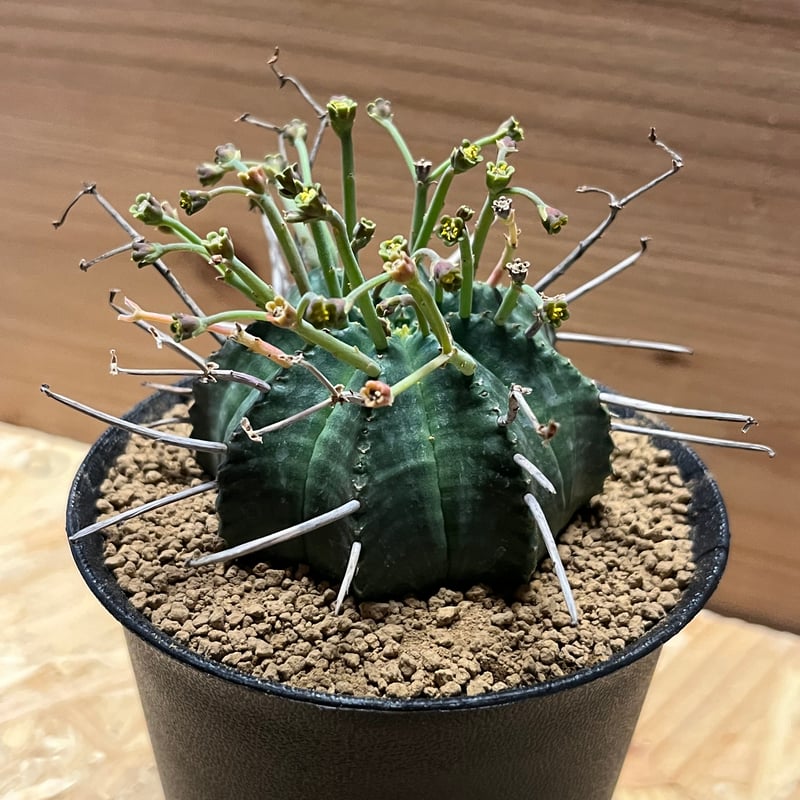 ユーフォルビア スーパーバリダ 雄株 | GREEN LUCK