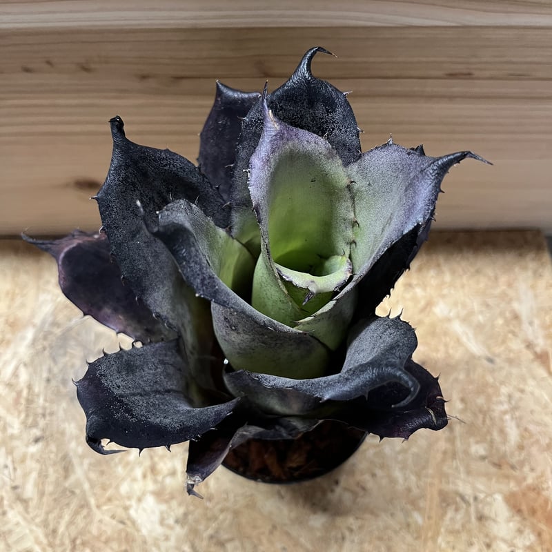 ホウイトフレア　　　　　　　　　　　　　　　　　　　　ブラックボルト ホウイトフレア ブラックボルト Amazon | ジータレーシング(ZETA