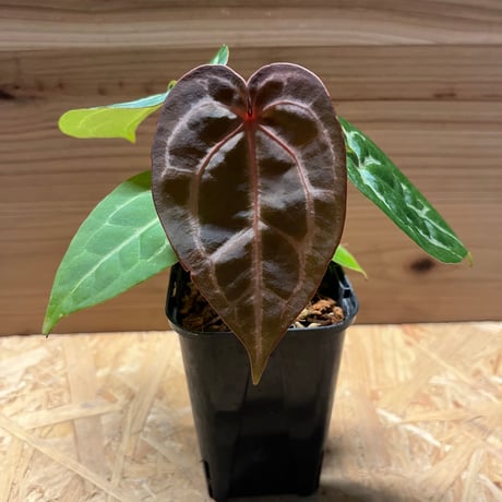CATEGORY 観葉植物 | GREEN LUCK CATEGORY 観葉植物 | GREEN LUCK