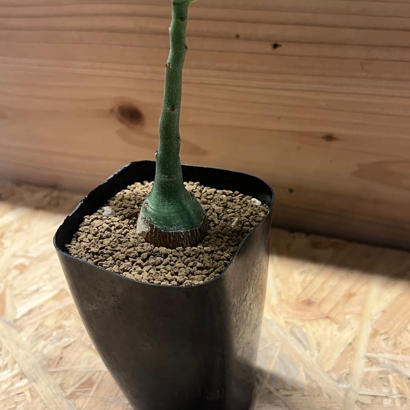 アデニア グラウカ | GREEN LUCK