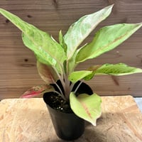 アンスリウム ポーティラエ NSE | GREEN LUCK