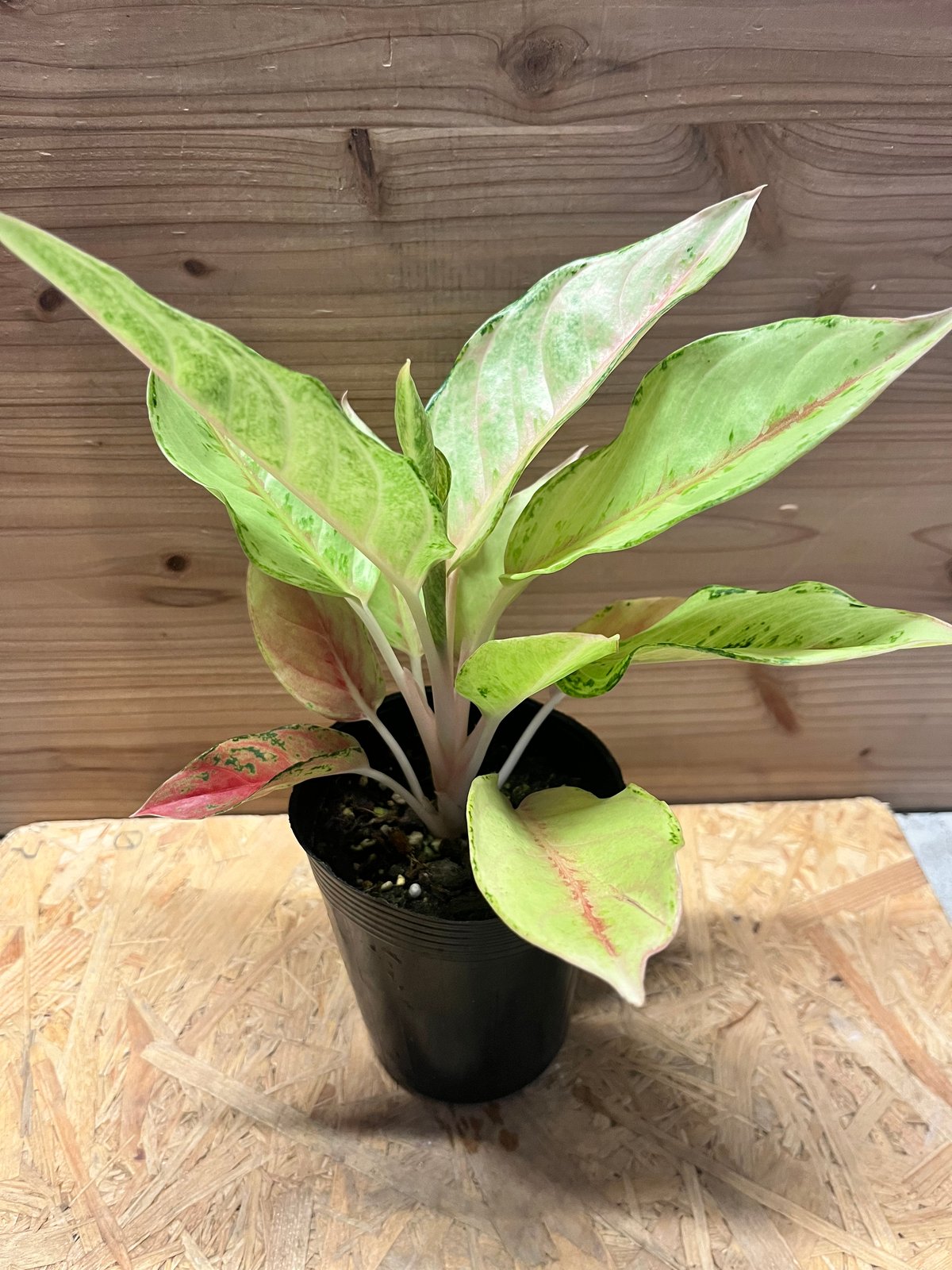 アグラオネマ 'ラッキー' | GREEN LUCK