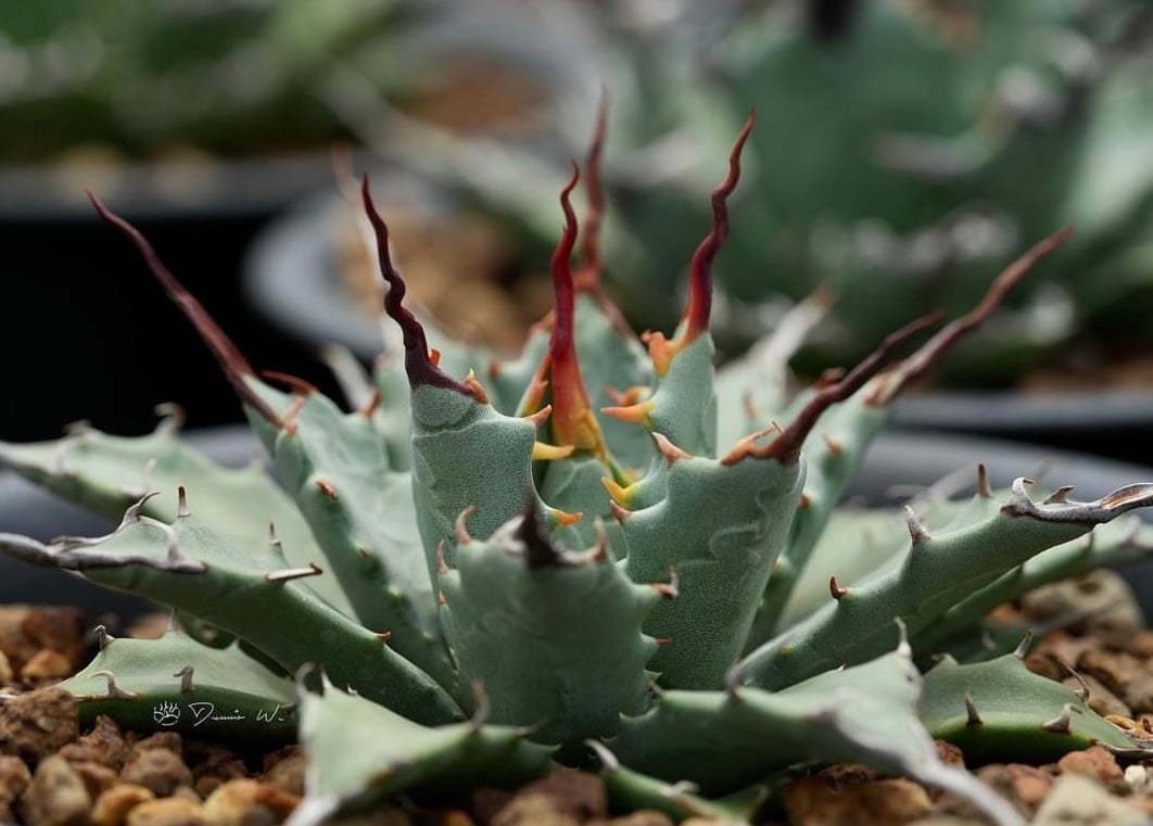 クトゥルフ　アガベ　ユタエンシス　yeitao クトゥルフ アガベ ユタエンシス yeitao クトゥルフ アガベ