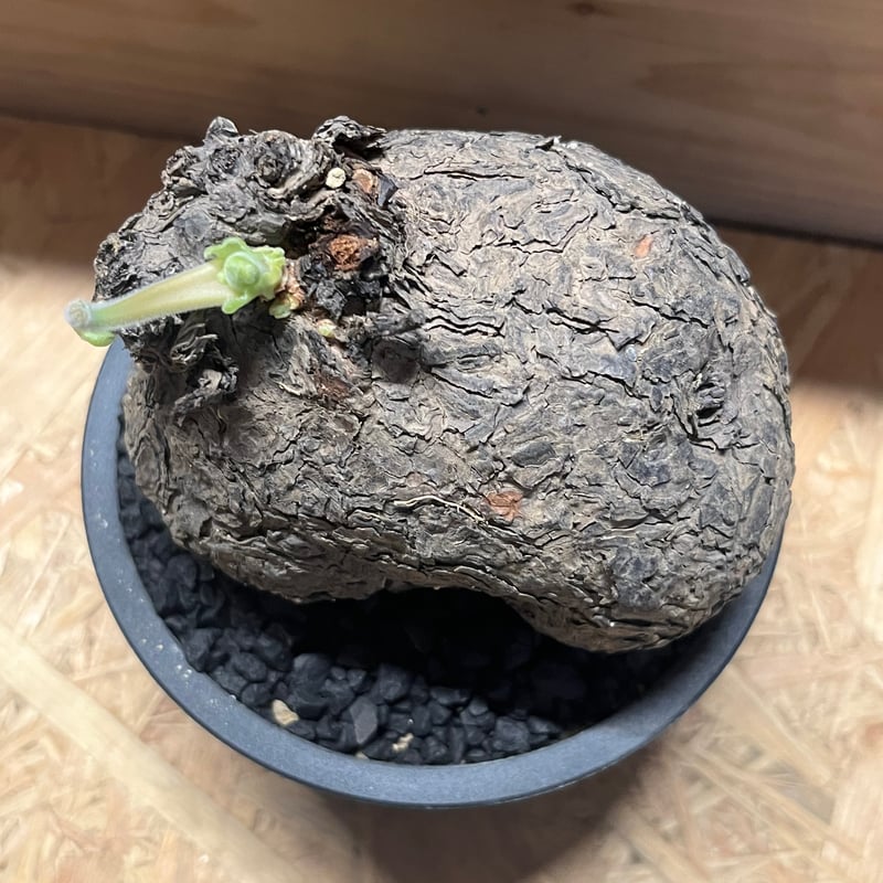 特大！！！　ペラルゴニウム　トリステ　丸株 ペラルゴニウム トリステ | STELLA.PLANTS