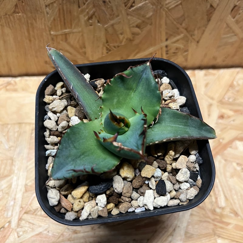 アガベ チタノタ 遁甲勇士 一株 アガベ チタノタ 遁甲勇士一株