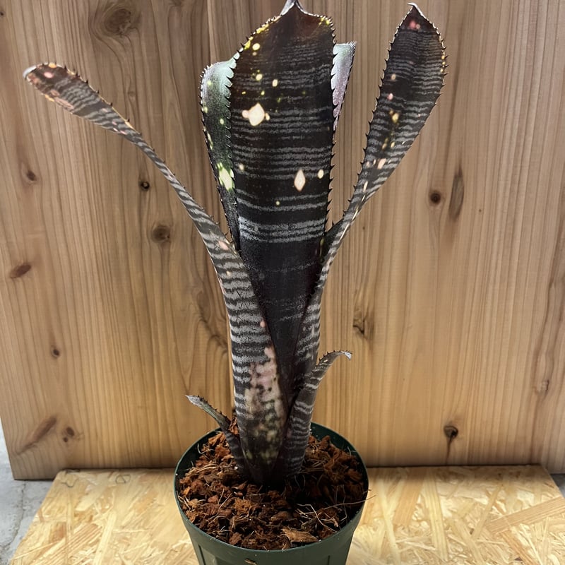 BILLBERGIA ‘Obi-Wan’ ビルベルギア オビワン ビルベルギア オビ-ワン「Billbergia Obi - Wan」63G-3 | SHOUC