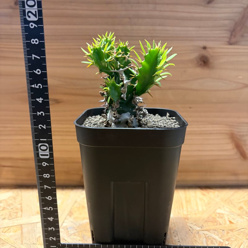 ユーフォルビア ムランジーナ | GREEN LUCK