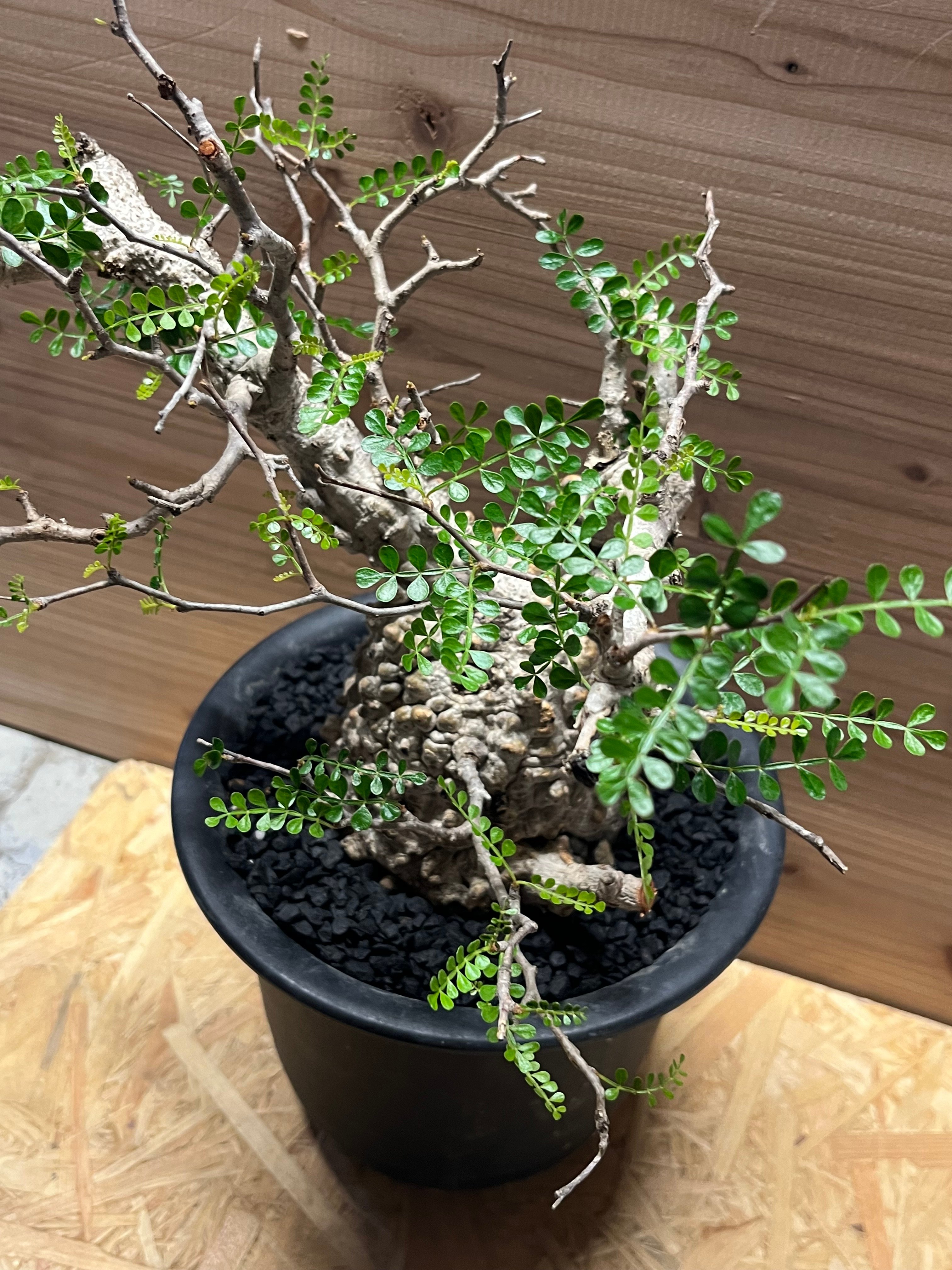 オペルクリカリア パキプス 現地発根済み | GREEN LUCK