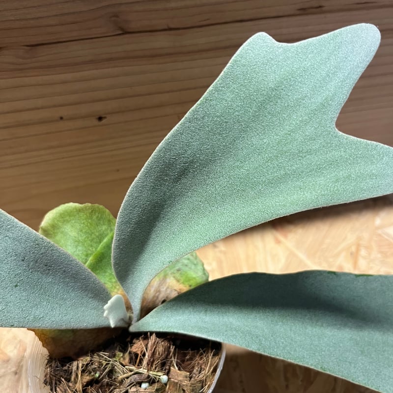 ビカクシダ ウィリンキー バリ | GREEN LUCK