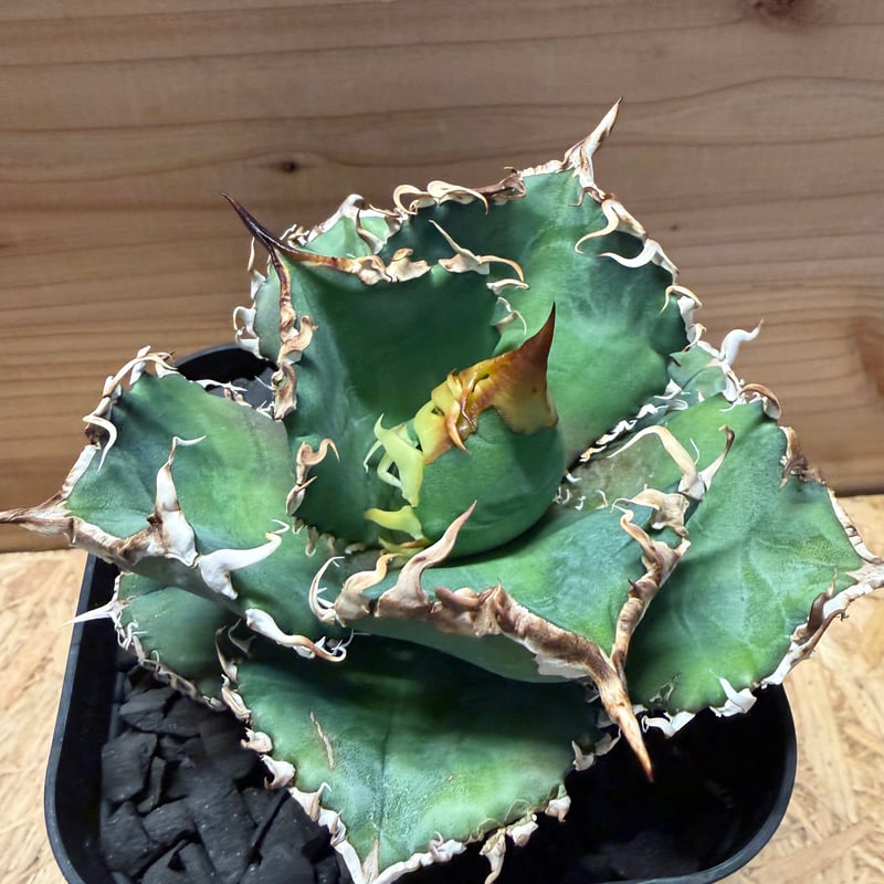 アガベ チタノタ '金剛 King Kong' | GREEN LUCK