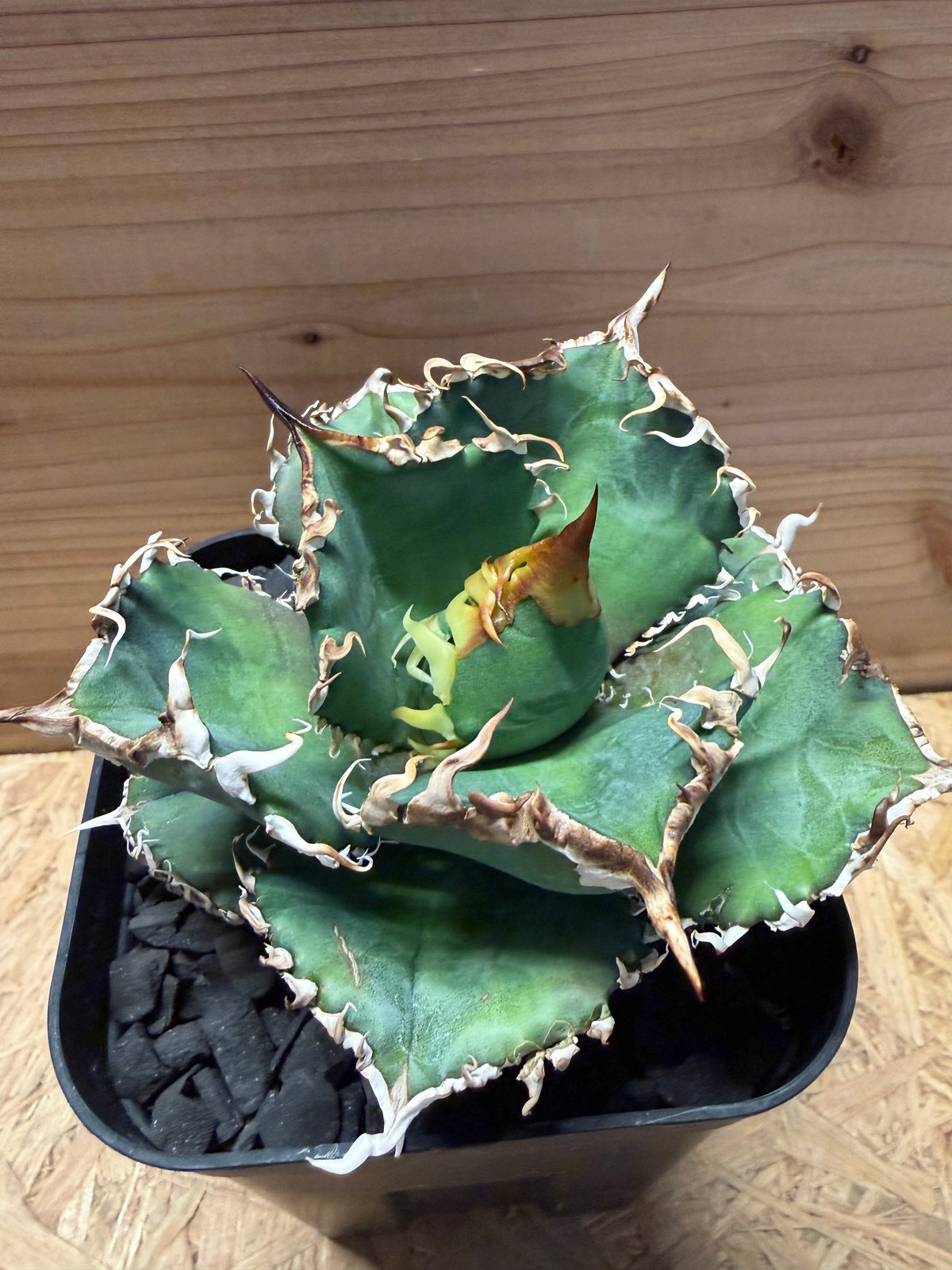 アガベ チタノタ '金剛 King Kong' | GREEN LUCK