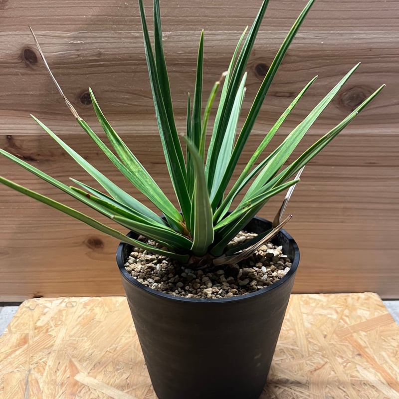 シナバリ ドラセナ - Yahoo!オークション ドラセナシナバリ種子10粒 Dracaena 本物の龍 cinnabari その他