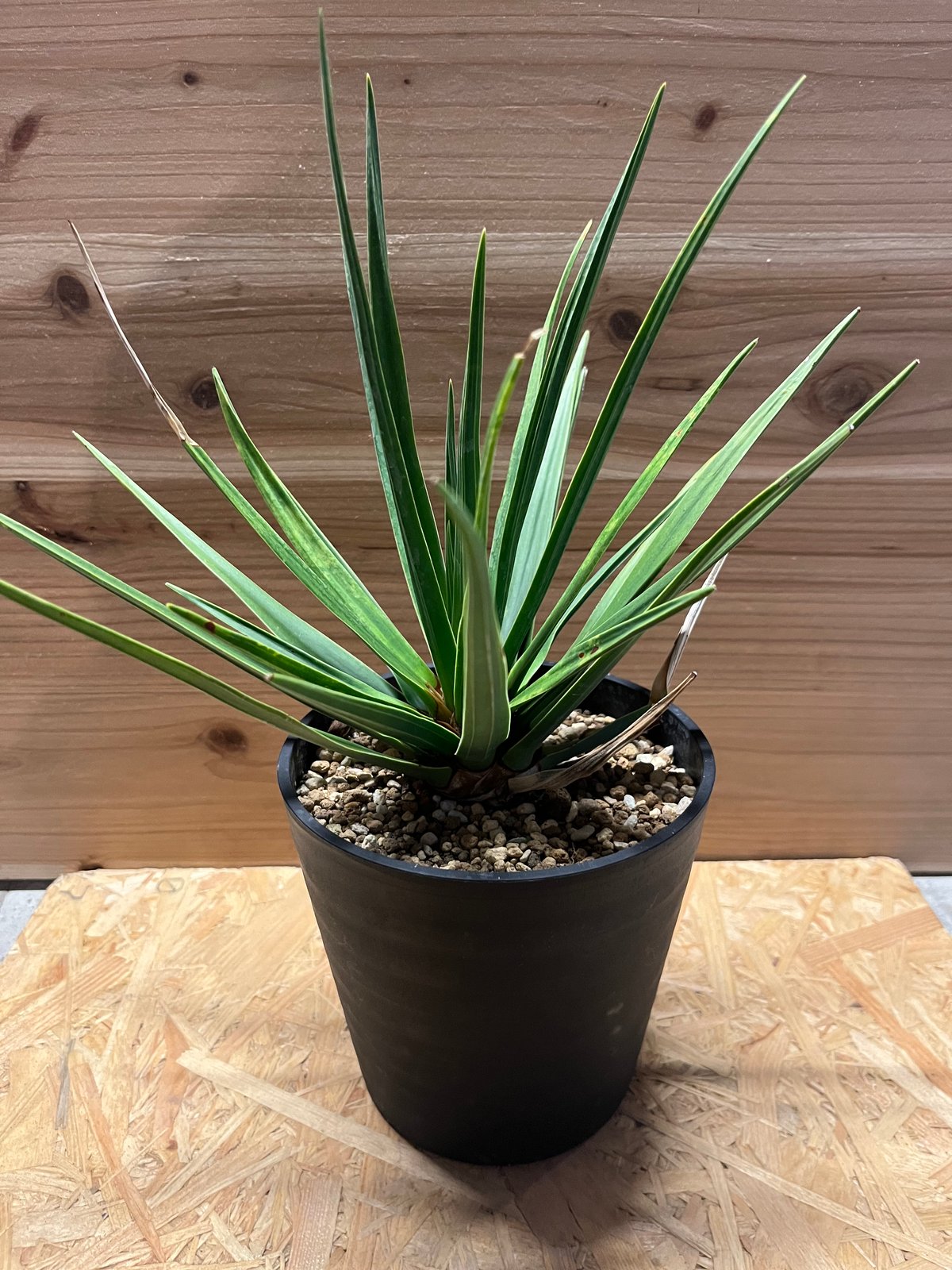 ドラセナ シナバリ 1鉢 ドラセナ・シナバリ | trigger