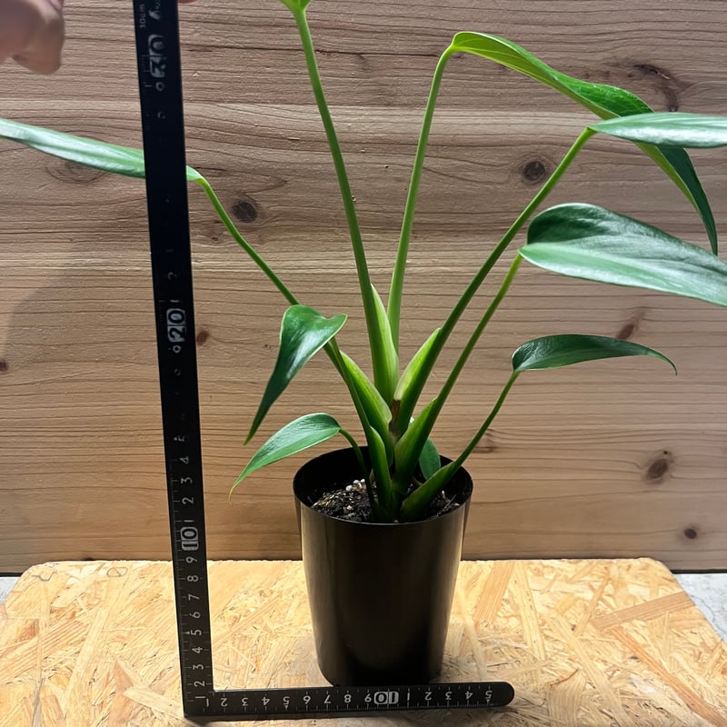 モンステラ バールマルクスフレーム | GREEN LUCK