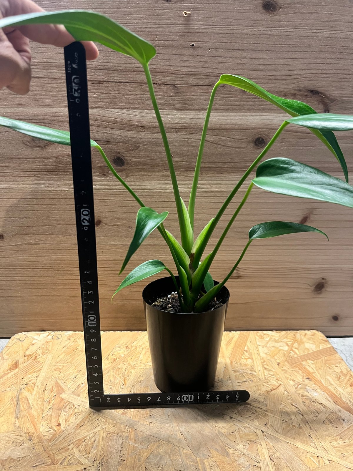 モンステラ　バールマルクスフレーム 鉢モスポール付き モンステラ バールマルクスフレーム 鉢モスポール付き モンステラ