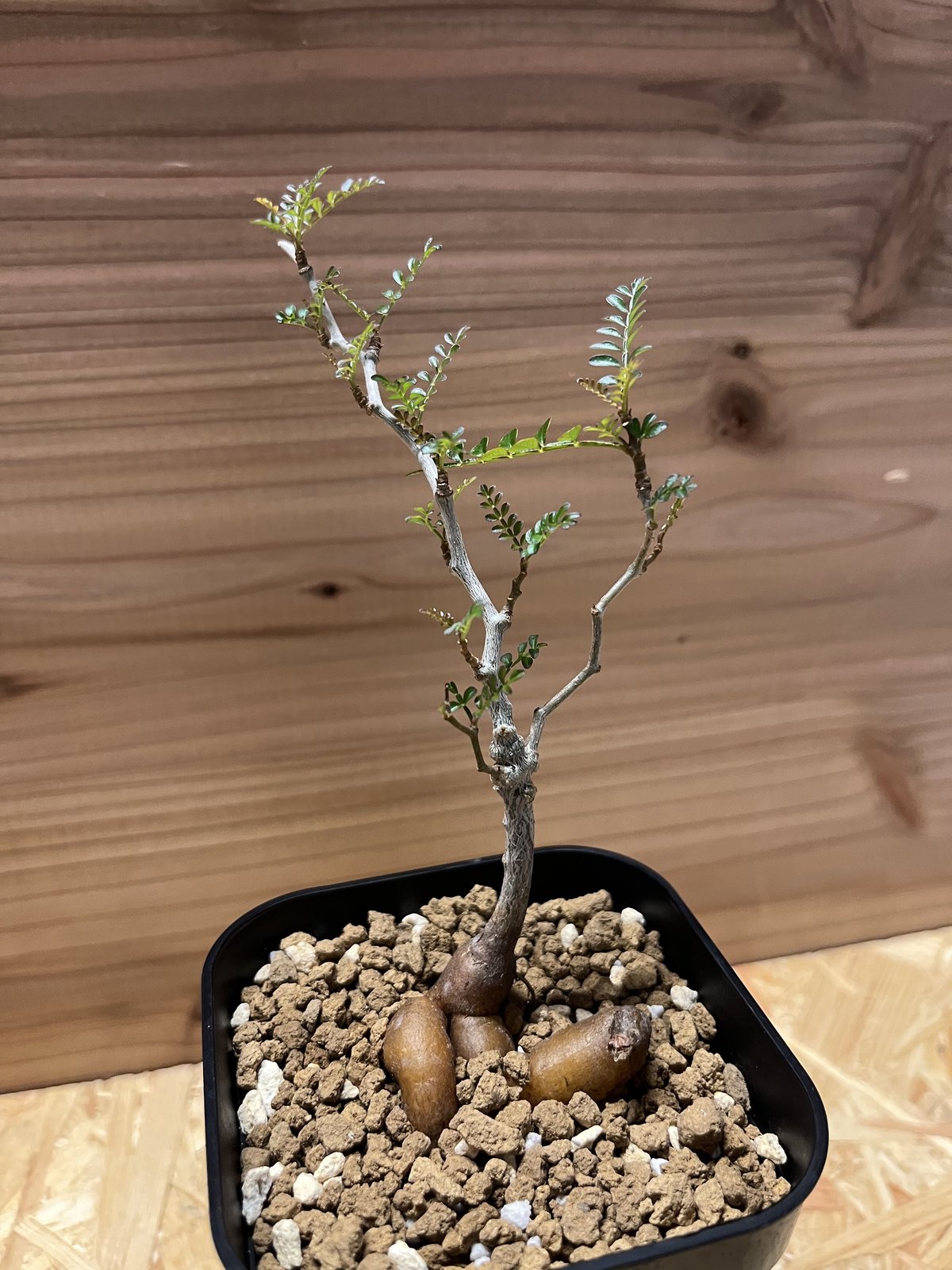 オペルクリカリア・パキプス実生 実生】オペルクリカリア・パキプス2023〜｜🍀GreenSnap