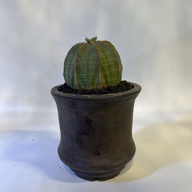 ユーフォルビア オベサ×土京鉢 | GREEN LUCK