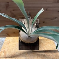 ビカクシダ メラメラ | GREEN LUCK