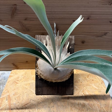 ビカクシダベイチー | STORES