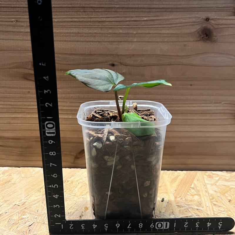 アンスリウム ポーティラエ NSE | GREEN LUCK