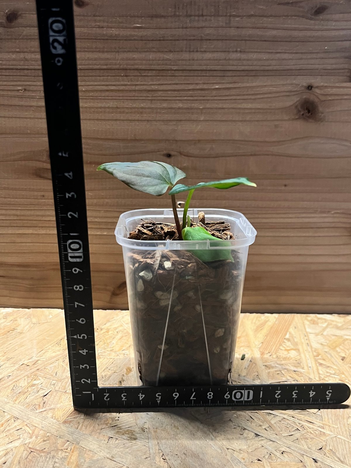 アンスリウム ポーティラエ NSE | GREEN LUCK