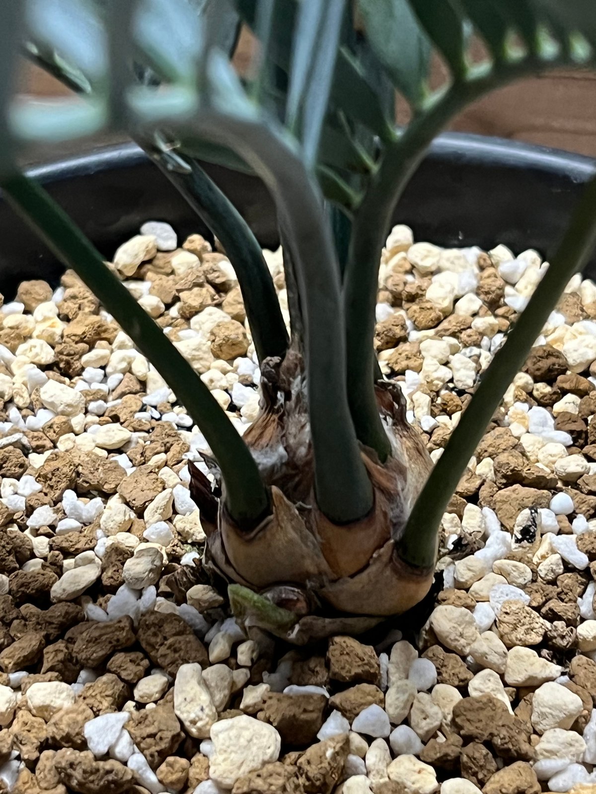 エンセファラルトス　レーマニー Encephalartos lehmannii 楽天市場】登録票あり【現品・現物】エンセファラルトス