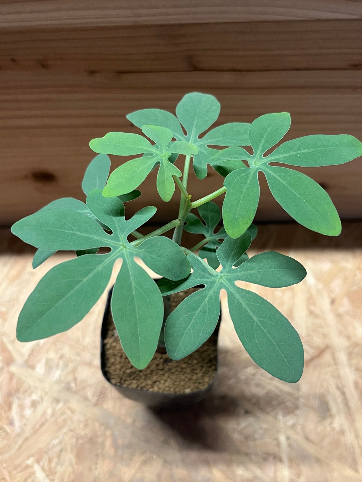 アデニア グラウカ | GREEN LUCK