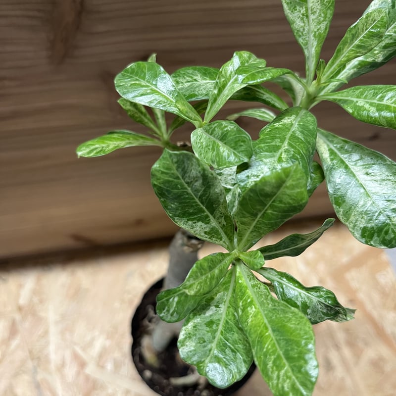 アデニウム 斑入り | GREEN LUCK